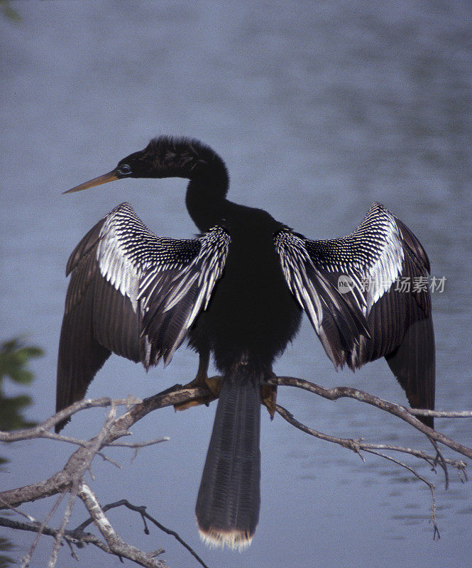 American Anhinga - male: Typical pose.